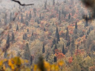 70-летняя женщина заблудилась в лесу в Башкирии