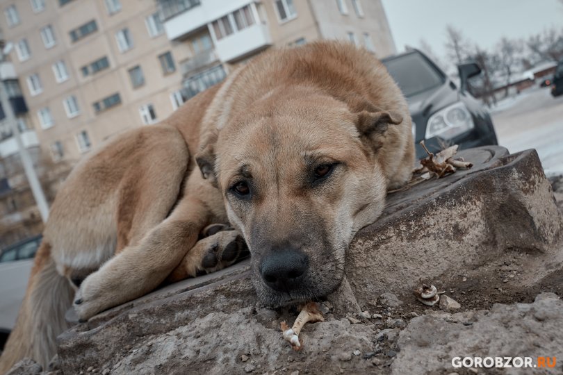 Названо число бездомных собак в Башкирии Названо число бездомных собак в Башкирии