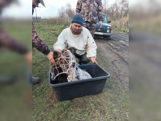 Сотрудники Минэкологии Башкирии ищут сбежавшего медвежонка убитой медведицы