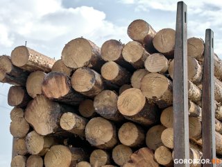 В Башкирии мужчину посадят на год за незаконную рубку дубов