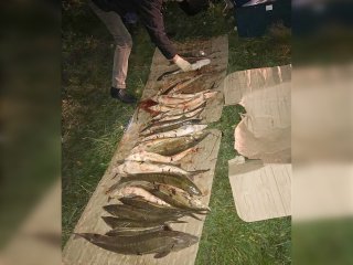 В Башкирии у водителя обнаружили 57 незаконно добытых стерлядей