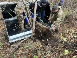 В Башкирии убили напавшую на женщину медведицу