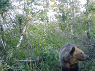 В Башкирии в фотоловушку нацпарка попали лоси и медведь