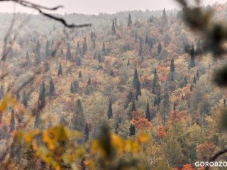 В Башкирии высадят лес на площади 1,6 тысячи гектара