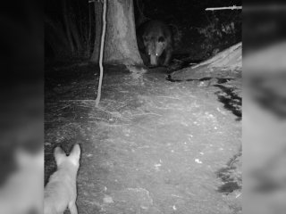 В нацпарке в Башкирии в фотоловушку попала встреча медведя с неизвестным зверем