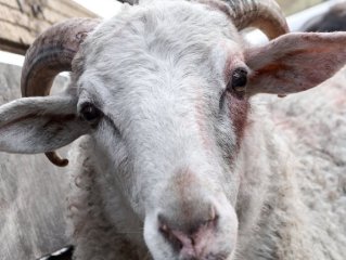 В селе Башкирии введен карантин по бешенству