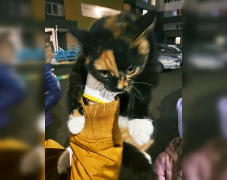 В Уфе спасатели помогли котенку, который залез под капот автомобиля В Уфе спасатели помогли котенку, который залез под капот автомобиля