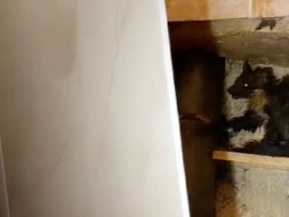 Забравшаяся в квартиру куница устроила погром в ванной уфимца