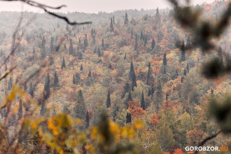 Жительница Магнитогорска заблудилась в лесу в Башкирии Жительница Магнитогорска заблудилась в лесу в Башкирии