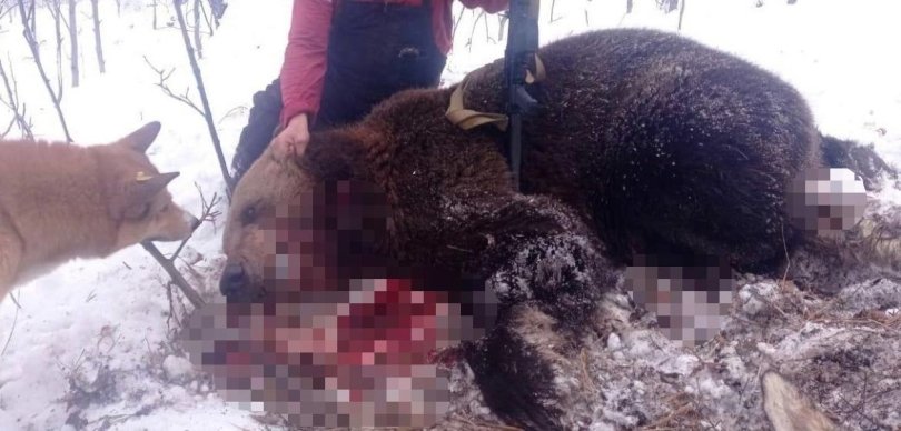 В Башкирии медведь напал на домашний скот В Башкирии медведь напал на домашний скот