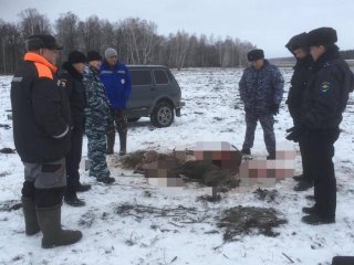 В Башкирии застрелили молодого лося