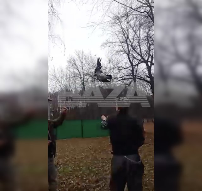 В Уфе спасли ворону, которая четыре дня висела на дереве В Уфе спасли ворону, которая четыре дня висела на дереве
