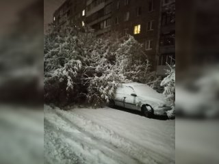 В Уфе упавшие деревья повредили 10 автомобилей