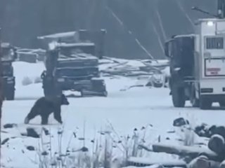 В Якутии медведь снял скальп уфимцу