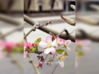 «За 3 недели до зимы»: в Уфе на деревьях набухли почки и появились цветы