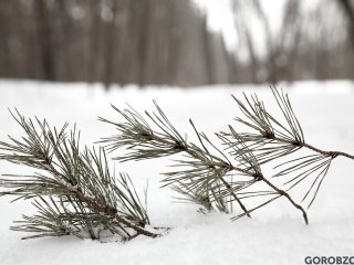 В Башкирии потеплеет до +1 градуса