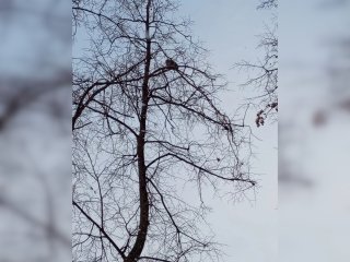 В Башкирии спасатели сняли кошку с дерева