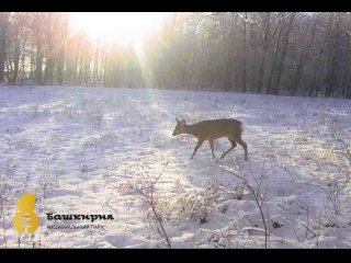 В Башкирии в фотоловушку попала косуля