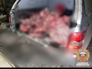 В Башкирии задержали браконьеров, которые незаконно убили двух лосей