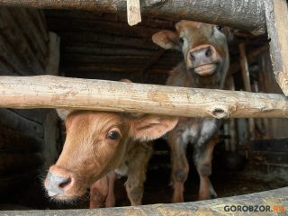 В районе Башкирии ввели карантин по бешенству