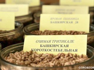 Из Башкирии в Киргизию поставили 20 тонн семян нута