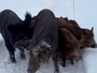 Мэр Уфы показал диких животных, которых встретил в лесу