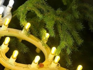 Уфимцам рассказали, куда сдать новогоднюю елку