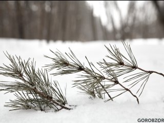 В Башкирии пара заблудилась в лесу во время катания на тюбингах