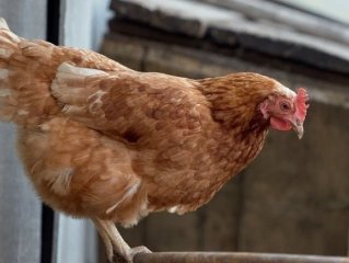 В районе Башкирии планируют построить новую птицефабрику