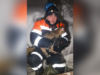 В Уфе спасатели вытащили кошку из трубы дымохода