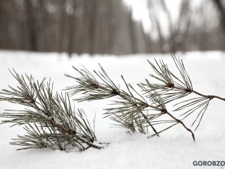 В Башкирии 36-летняя женщина ушла в лес и не вернулась