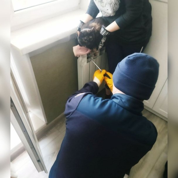 В Уфе спасатели помогли застрявшему в батарее коту В Уфе спасатели помогли застрявшему в батарее коту