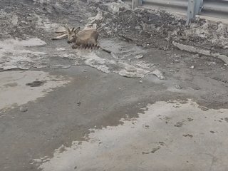 В Уфе таксист сбил насмерть косулю