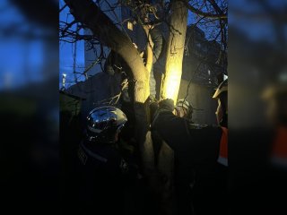 В Уфе спасатели вытащили застрявшую на дереве 9-летнюю девочку