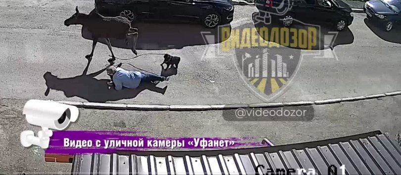В Башкирии бегающий по улице лось сбил женщину с ног В Башкирии бегающий по улице лось сбил женщину с ног