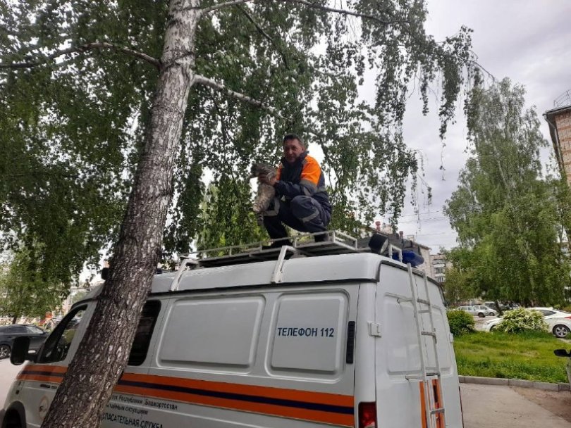 В Башкирии спасатели помогли кошке спуститься с дерева В Башкирии спасатели помогли кошке спуститься с дерева