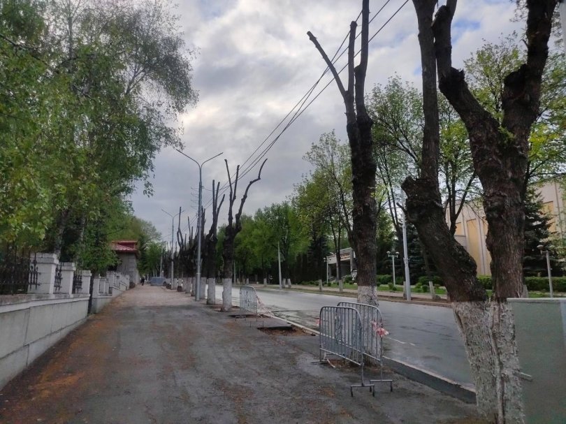 В центре Уфы высадят крупномерные липы В центре Уфы высадят крупномерные липы