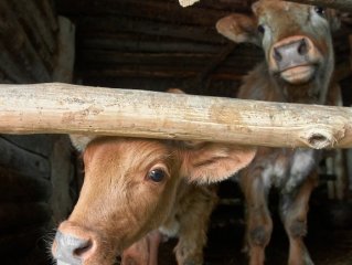 В районе Башкирии ввели карантин по бешенству