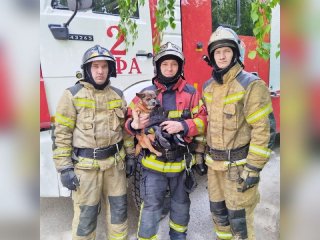В Уфе пожарные спасли собаку из горящей квартиры