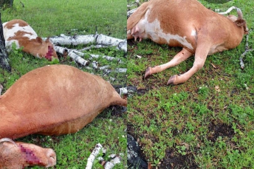 В Башкирии молния убила двух коров В Башкирии молния убила двух коров