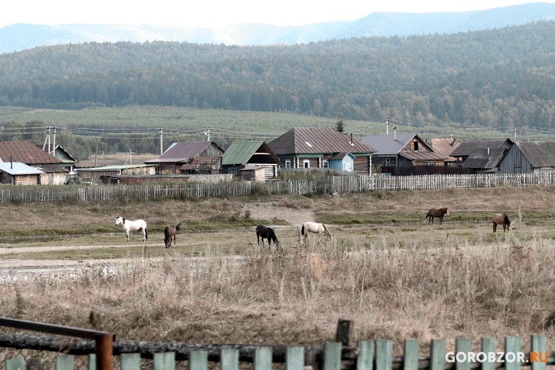 В двух районах Башкирии ввели карантин из-за сорняка В двух районах Башкирии ввели карантин из-за сорняка