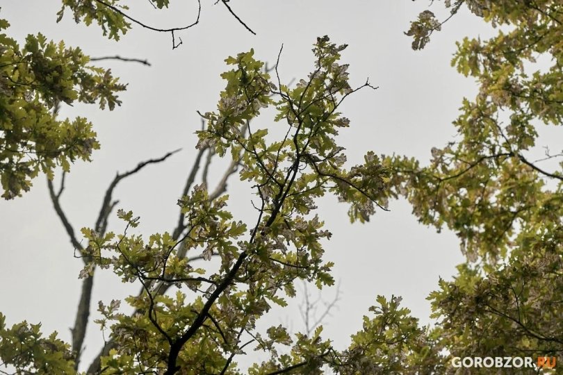 В Уфе две женщины упали в овраг В Уфе две женщины упали в овраг