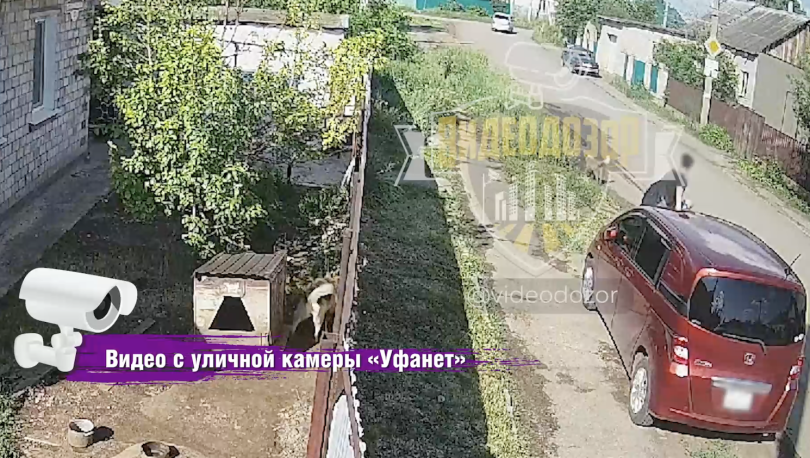 В Башкирии подросток, спасаясь от собаки, повредил припаркованный автомобиль В Башкирии подросток, спасаясь от собаки, повредил припаркованный автомобиль