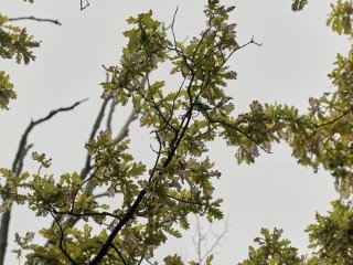 В Башкирии в лесу заблудился грибник