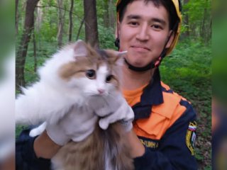 В Уфе спасатели помогли двум кошкам слезть с дерева