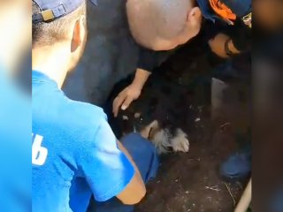 В Уфе спасатели помогли застрявшей под гаражами собаке