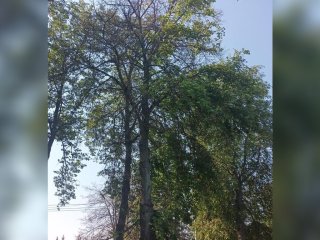 В Уфе возле планетария спилят деревья 