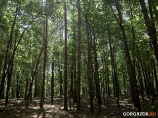 За полгода Башкирия экспортировала в Китай более 4 тысяч кубометров ОСП и ДСП