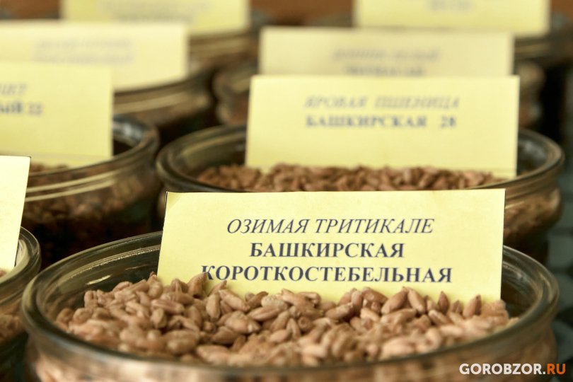 Башкирия экспортировала за неделю более семи тысяч тонн зерна Башкирия экспортировала за неделю более семи тысяч тонн зерна