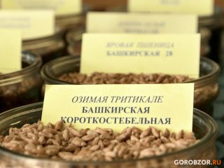 Башкирия экспортировала за неделю более семи тысяч тонн зерна